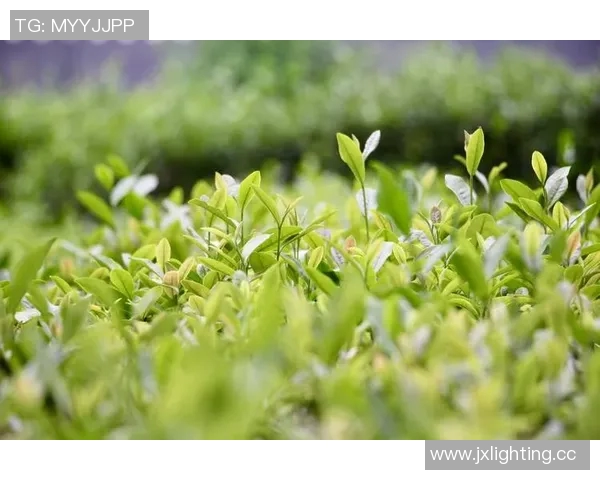 茶叶的文化传承与现代创新发展探索从品茗到产业升级的多维度分析